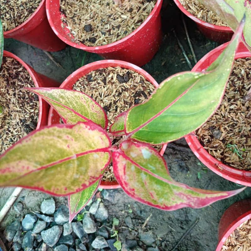 Aglaonema Lipstick
