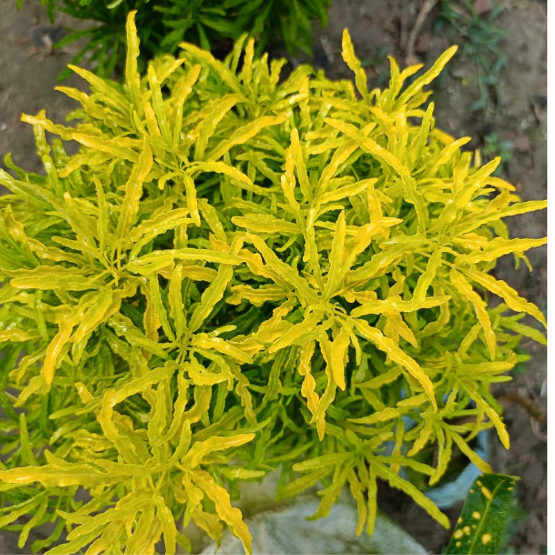 Aralia Golden Ball Plant
