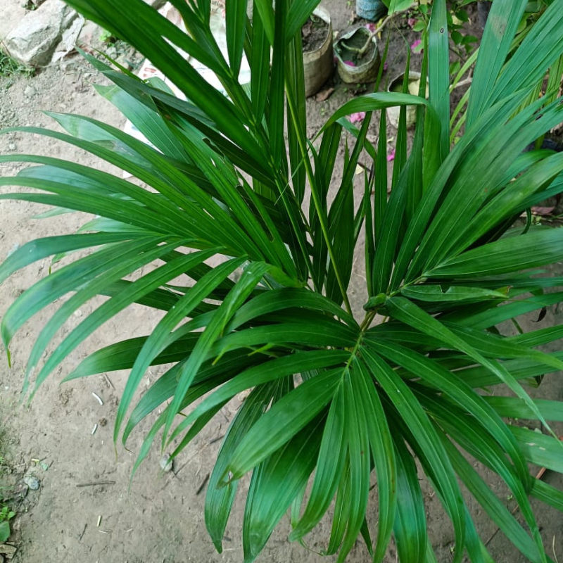 Areca Palm