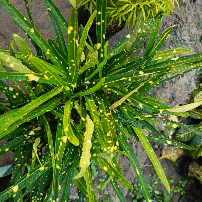 Croton plant