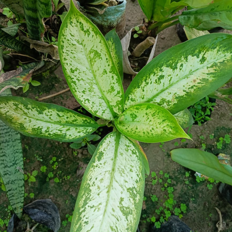 Dieffenbachia Plant