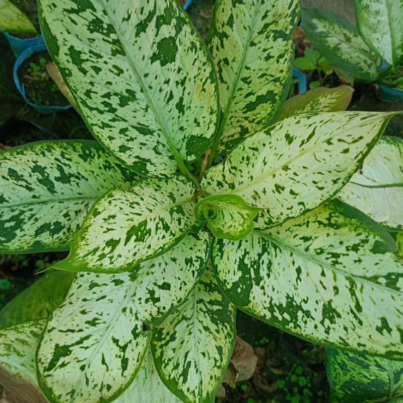 Dieffenbachia Vesuvius
