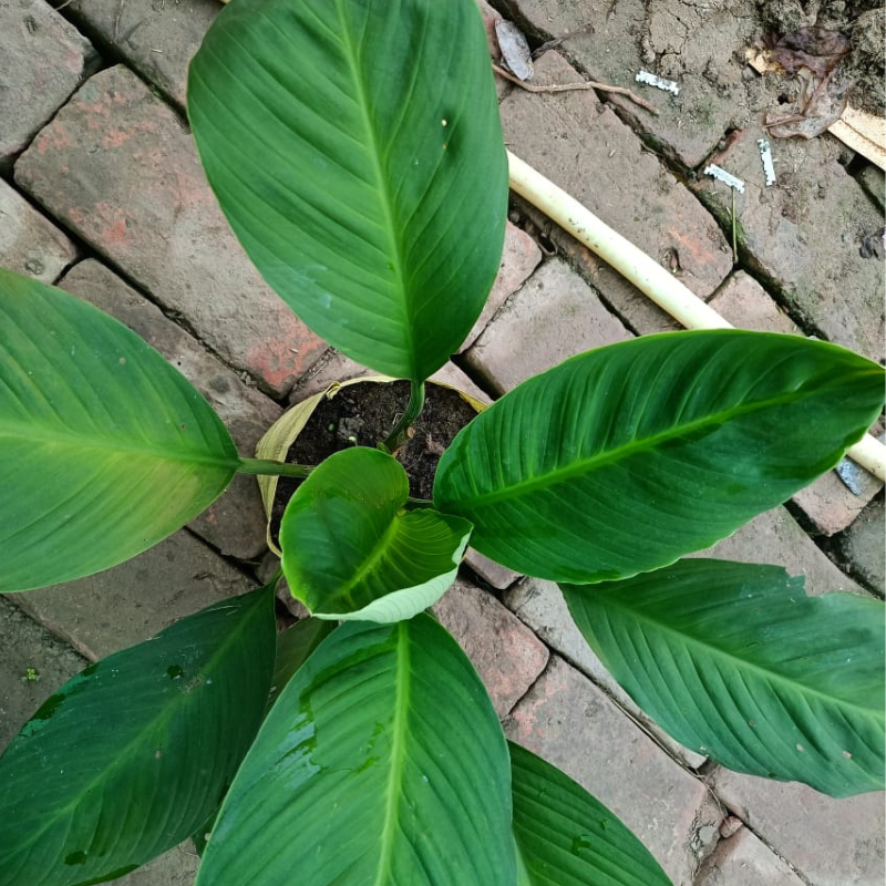 Peace Lily Sensation