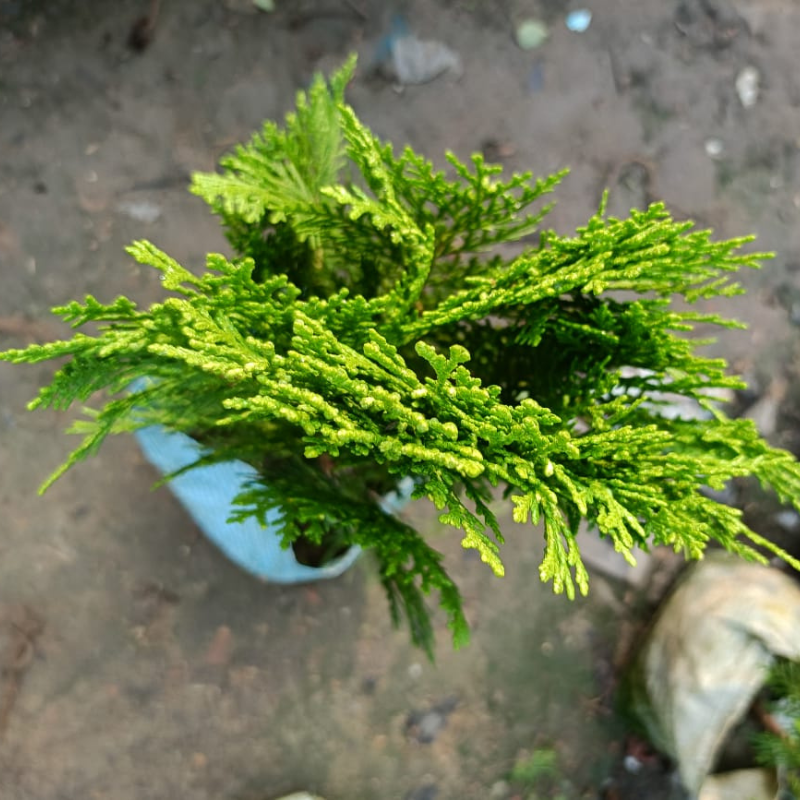 THUJA JHAU PLANT INDOOR AND OUTDOOR GARDEN PLANT
