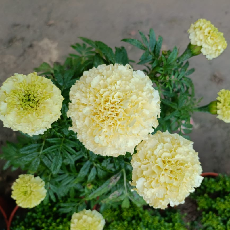 White Marigold