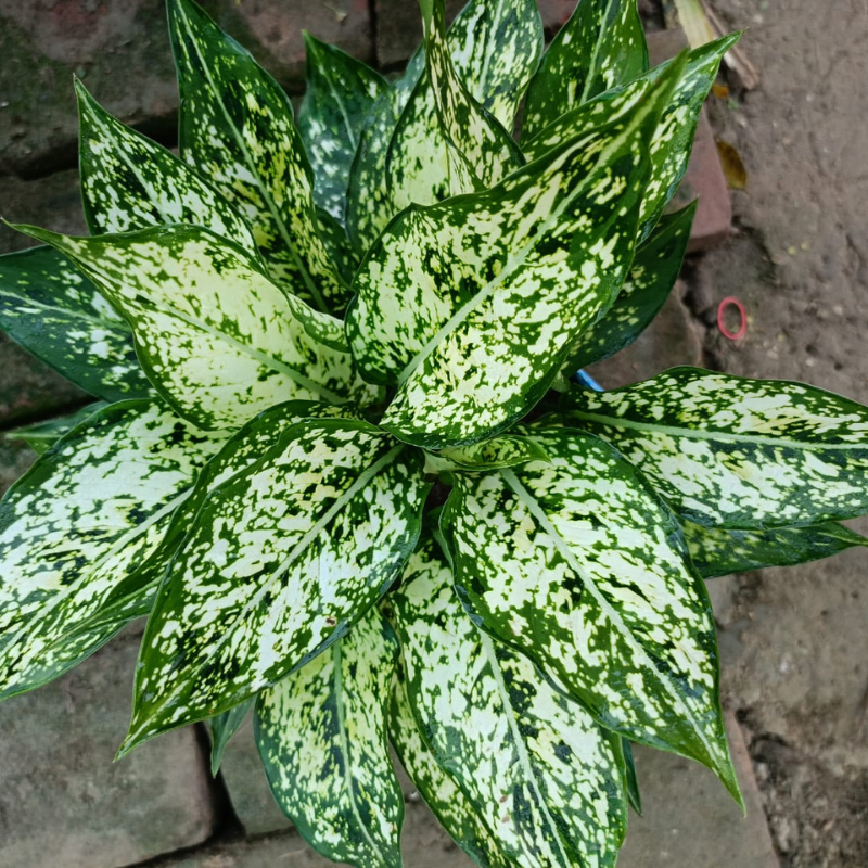 Aglaonema